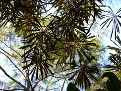 Banksia aquilonia