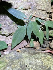 Aneilema acuminatum