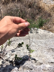 Penstemon baccharifolius