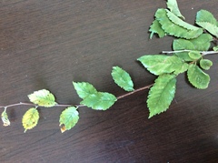 Ulmus minor minor