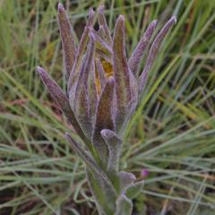 Helichrysum auriceps