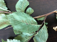 Ulmus minor minor