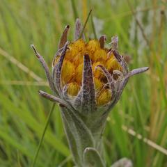 Helichrysum auriceps