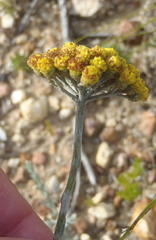 Helichrysum anomalum
