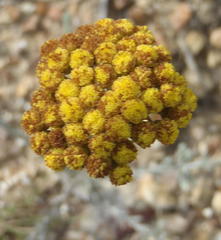 Helichrysum anomalum