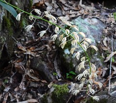 Dendrobium jonesii