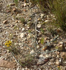 Helichrysum anomalum