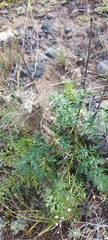 Pulsatilla ambigua