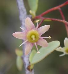 Gloveria integrifolia