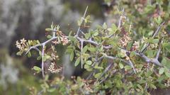 Gloveria integrifolia