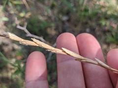 Thinopyrum intermedium barbulatum