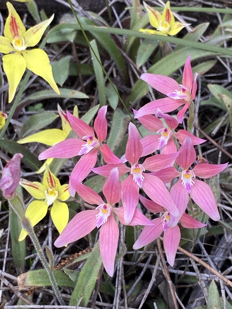 Caladenia flava