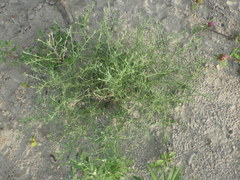 Corispermum hyssopifolium