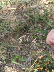 Bromus squarrosus