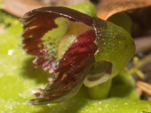 Image of Corybas despectans by (c) Em Lamond, some rights reserved (CC BY)