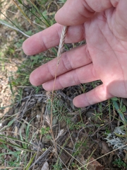 Festuca ambigua
