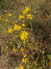 Jacobaea grandidentata