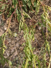 Jacobaea grandidentata