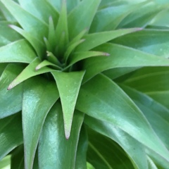 Liliales