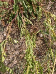 Jacobaea grandidentata
