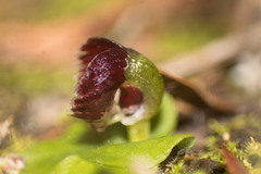 Corybas despectans