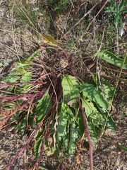 Jacobaea grandidentata