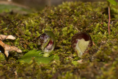 Corybas despectans