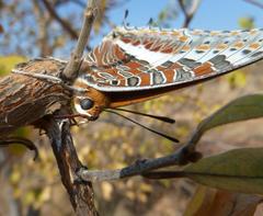 Charaxes saturnus saturnus