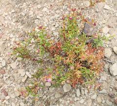 Mesembryanthemum longistylum