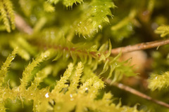 Thuidiopsis sparsa