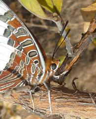 Charaxes saturnus saturnus