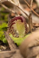Corybas despectans