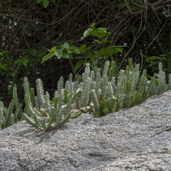 Caralluma