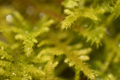 Thuidiopsis sparsa
