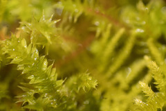 Thuidiopsis sparsa