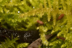 Thuidiopsis sparsa