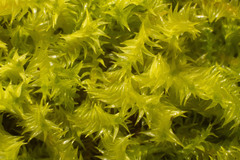 Triquetrella papillata