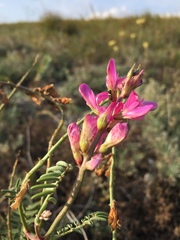 Hedysarum ucrainicum