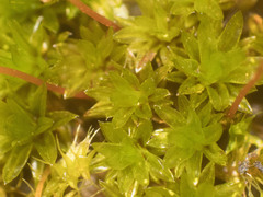 Macromitrium archeri