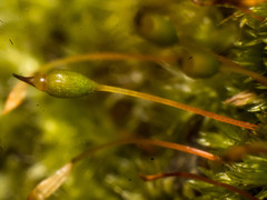 Macromitrium archeri