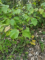 Cornus sanguinea australis
