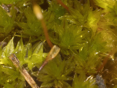 Macromitrium archeri