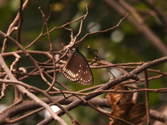 Euploea klugii kollari