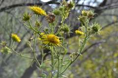 Berkheya montana