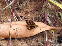 Potanthus pseudomaesa