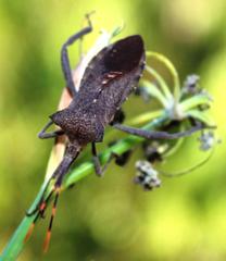 Elasmopoda valga