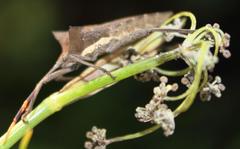 Elasmopoda valga