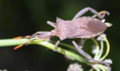 Elasmopoda valga