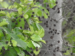 Mitragyna parvifolia