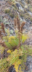 Pedicularis rubens